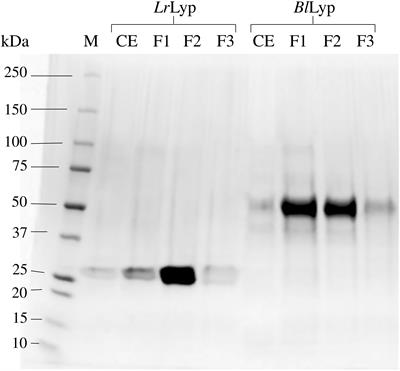 First Evidence of Acyl-Hydrolase/Lipase Activity From Human Probiotic Bacteria: Lactobacillus rhamnosus GG and Bifidobacterium longum NCC 2705